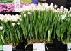 Tulipa Clearwater ® (1)